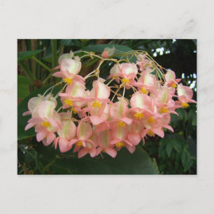 Trailing Begonia Postkarte