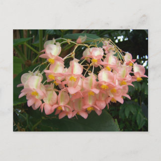 Trailing Begonia Postkarte