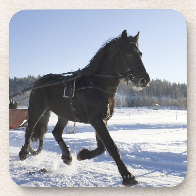 Training der Pferde in einer winterlichen Untersetzer (Vorderseite)
