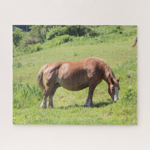 Trait Breton Pferd auf dem Feld