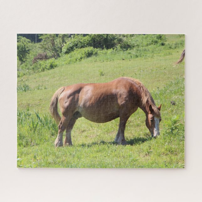 Trait Breton Pferd auf dem Feld (Horizontal)
