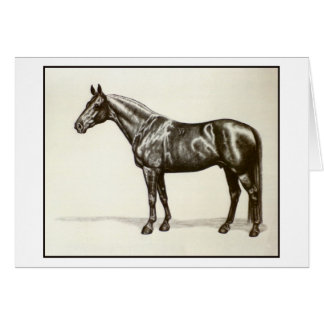 Trakehner Stallion
