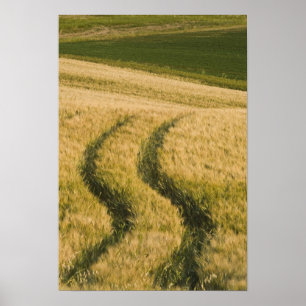 Traktoren durch Weizen, Toskana, Italien Poster