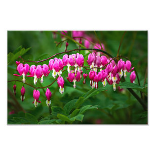 Tränenherzblumen Fotodruck