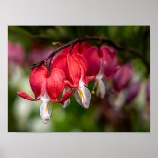 Tränenherzblumen mit weißen Spitzen Poster