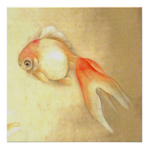 Tranquil Japanischer Goldfish Poster