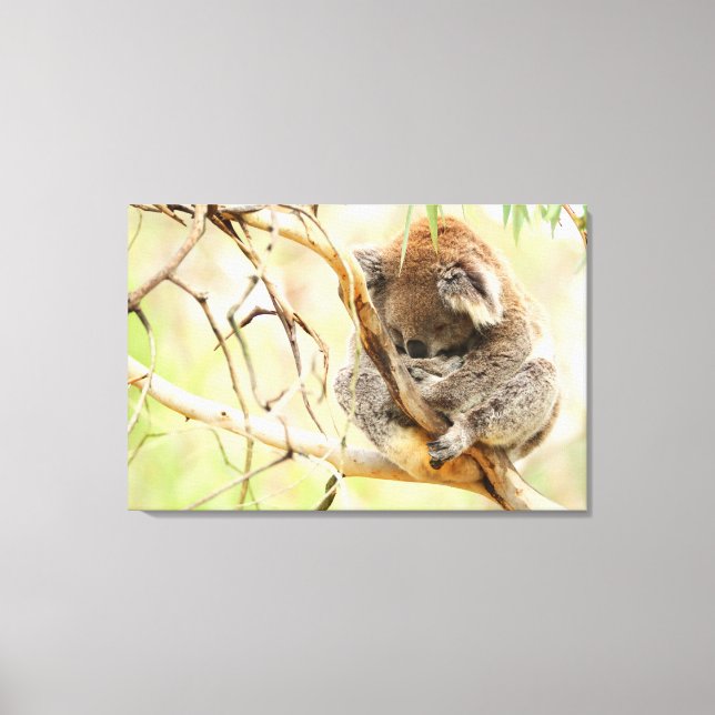 TRANQUIL KOALA 24x36 Leinwanddruck (Vorderseite)