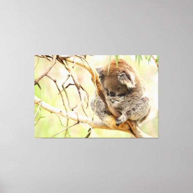 TRANQUIL KOALA 40x60 Leinwanddruck (Vorderseite)