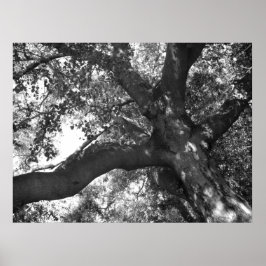 Tranquility Poster