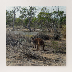 Tranquisiter Moment: Australisches Kangaroo in Bil