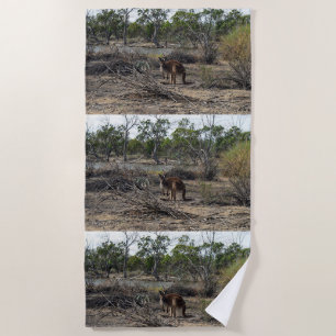 Tranquisiter Moment: Australisches Kangaroo in Bil Strandtuch