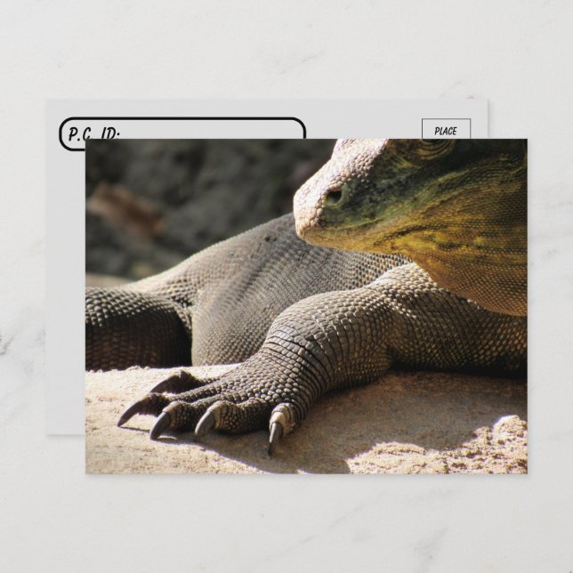 Transfert postal - Carte postale Komodo Dragon (Devant / Derrière)