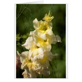 Transitoire jaune de fleur de glaïeul