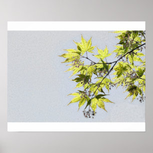 Transparente Blätter des Ahorns Poster