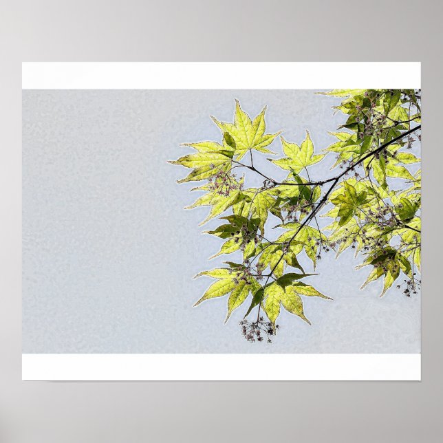 Transparente Blätter von Ahorn Poster (Vorne)