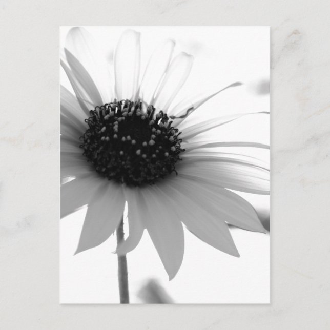 Transparente BW-Blume Postkarte (Vorderseite)
