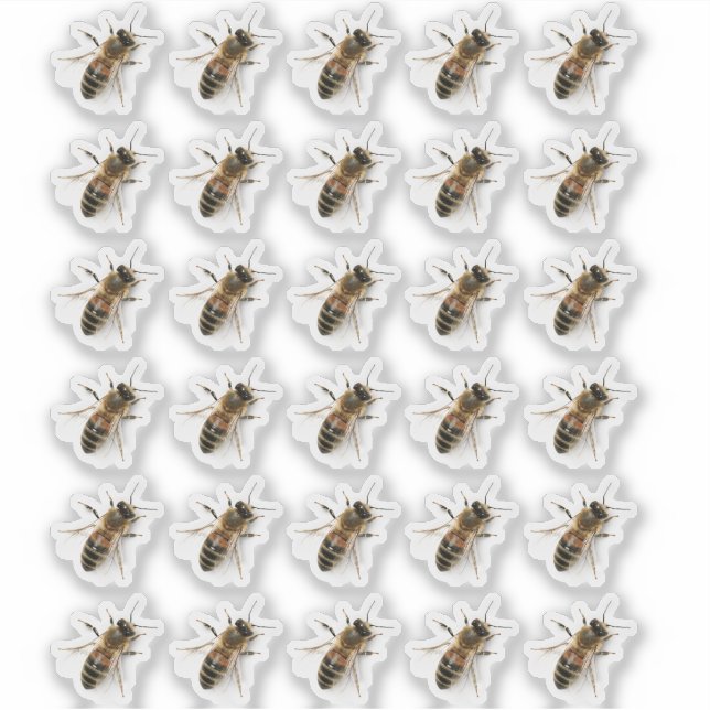 Transparente Crawling Honeybee Foto Sticker (Vorderseite)