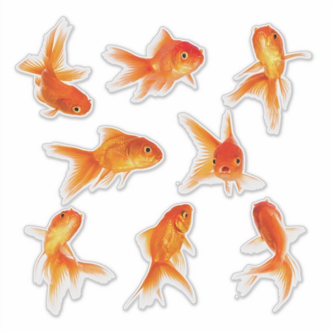 Transparente Goldfish Stickers Aufkleber (Vorderseite)