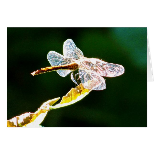 Transparente Libelle (Vorderseite (Horizontal))