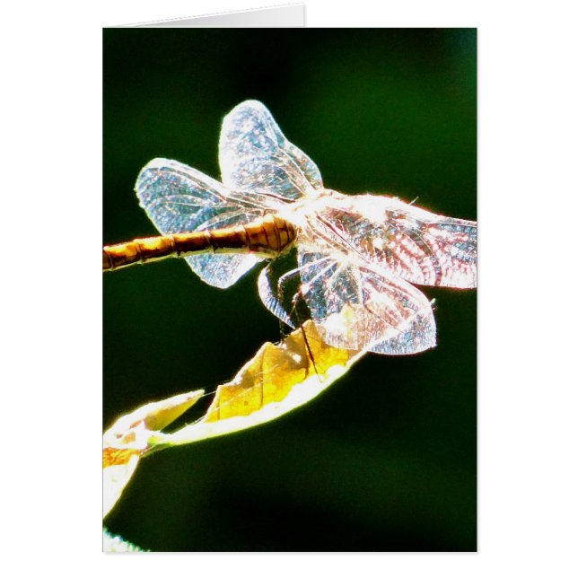 Transparente Libelle (Vorne)