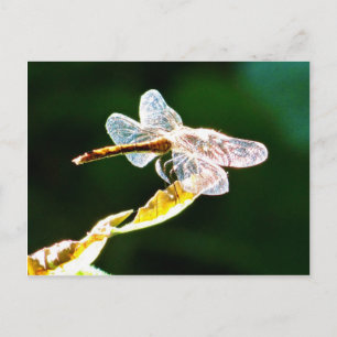 Transparente Libelle Postkarte