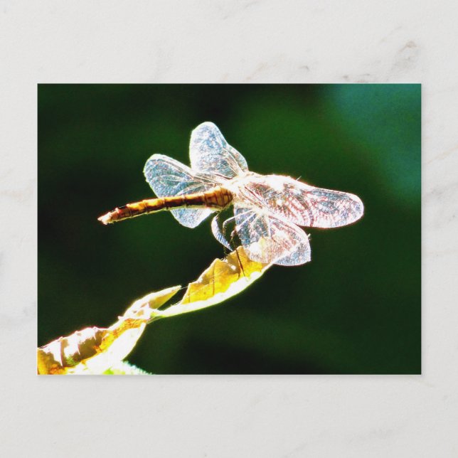 Transparente Libelle Postkarte (Vorderseite)