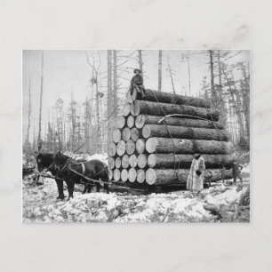 Transport einer Ladung Baumstämme, 1908 Postkarte