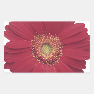 Transvaal daisy rechteckiger aufkleber