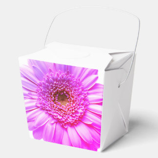 Transvaal Disy Color Blume Geschenkschachtel