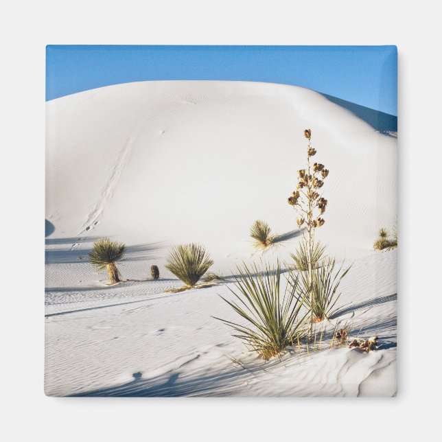 Transverse Dünen und Soaptree Yucca Magnet (Vorne)