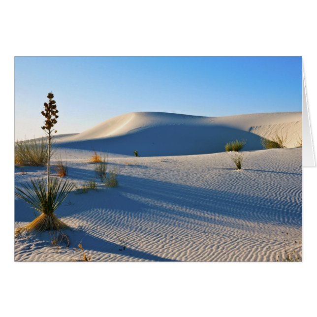 Transverse Dunen, Yucca, frühe Morgensonne (Vorderseite (Horizontal))