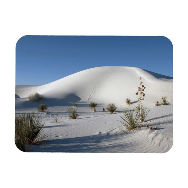 Transverse Dunes and Soaptree Yucca Magnet (Horizontal)