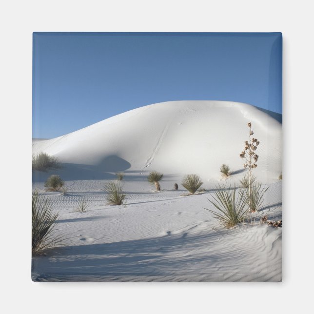 Transverse Dunes and Soaptree Yucca Magnet (Vorne)