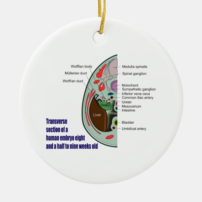 Transverse Sektion des menschlichen Embryos 9 Woch Keramik Ornament (Vorne)