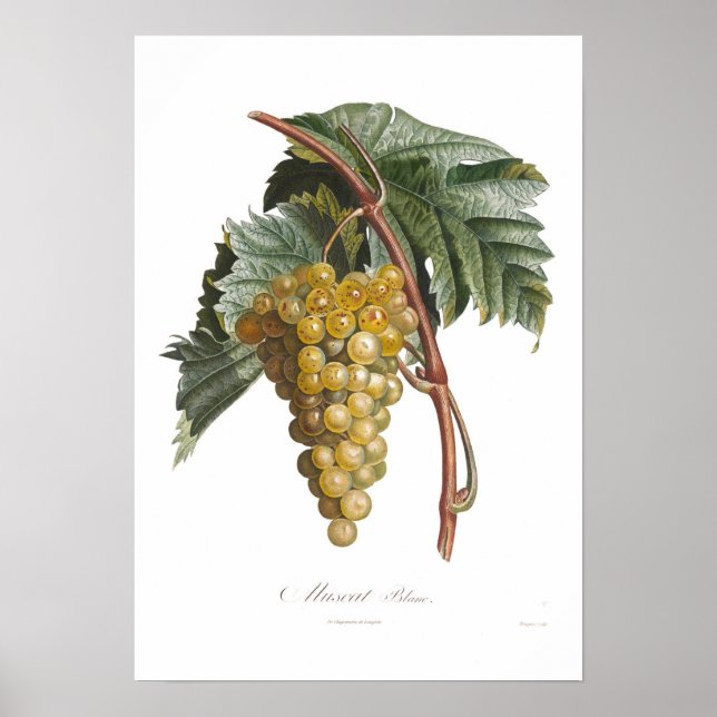 Traube, Muskatblanke Poster (Vorne)