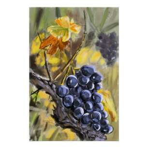 Trauben am Weinstock, Provence. Poster
