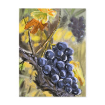 Trauben am Weinstock, Provence.