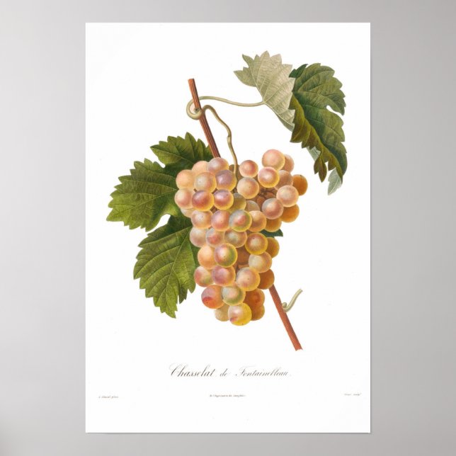Trauben, Chasselat de Fontainebleau Poster (Vorne)