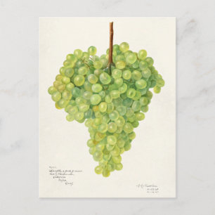 Trauben grüner Weintrauben Frucht Aquarellmalerei Postkarte