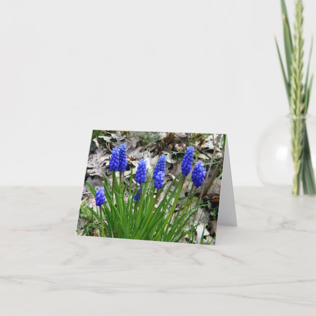 Trauben Hyacinth... Karte (Vorderseite)