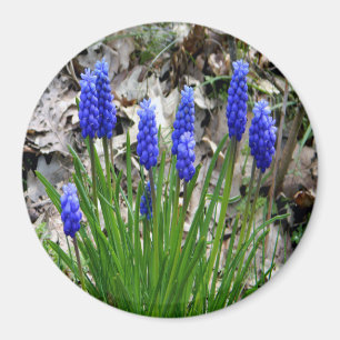 Trauben-Hyazinthen... Magnet