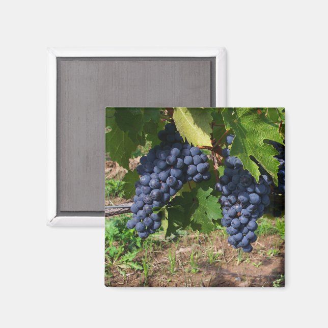 Trauben im Weinmagnet Magnet (Vorderseite/Rückseite)