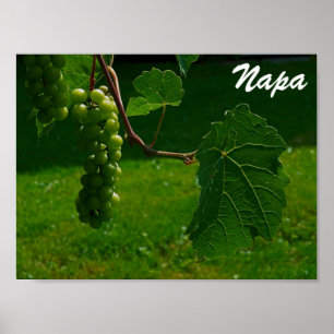 Trauben Napa Poster