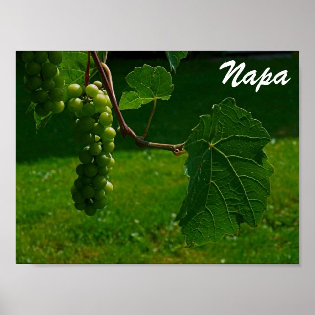 Trauben Napa Poster (Vorne)