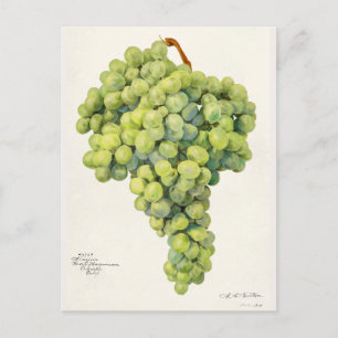 Trauben (Vitis) Frucht Aquarellmalerei Postkarte