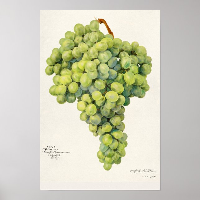 Trauben (Vitis) Fruchtfarben Poster (Vorne)