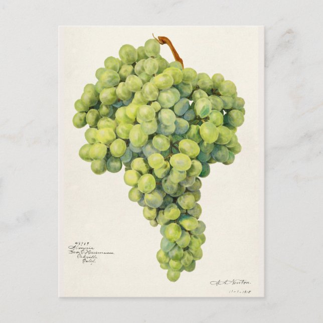 Trauben (Vitis) Fruchtfarben Postkarte (Vorderseite)