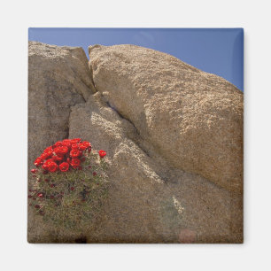 Traubenbecher oder Mojave-Kakteen in Blüte Magnet