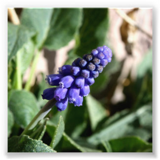 TraubenHyacinth-Foto Fotodruck