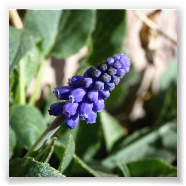 TraubenHyacinth-Foto Fotodruck (Vorne)